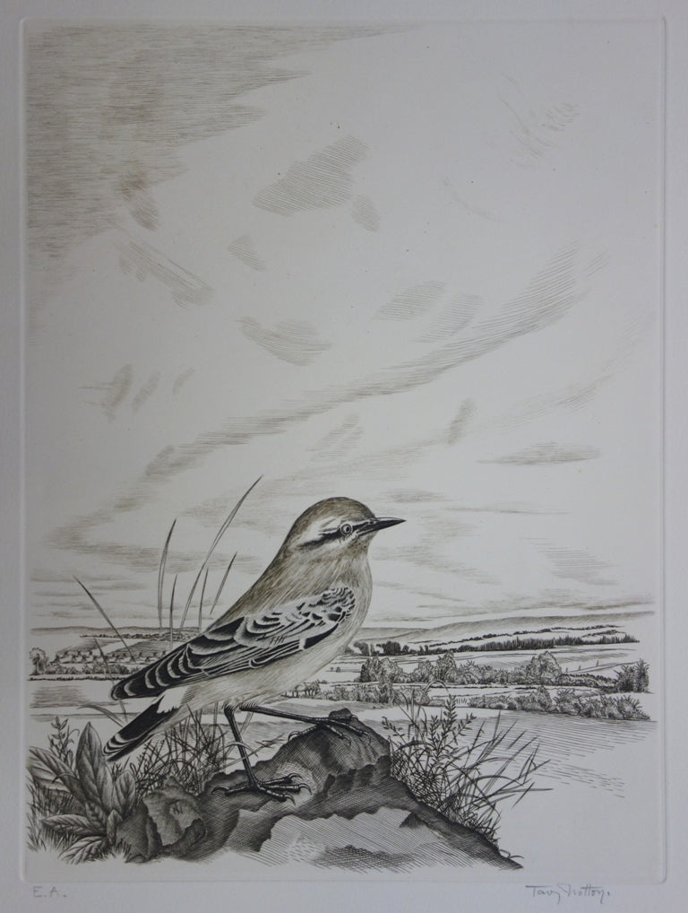 Tavy NOTTON : Moineau solitaire - Gravure (détail)