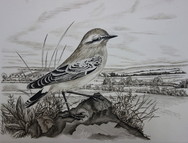 Tavy NOTTON : Moineau solitaire - Gravure (détail)