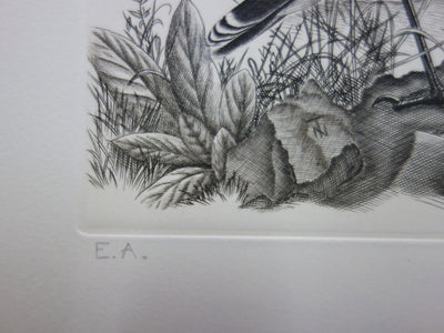 Tavy NOTTON : Moineau solitaire - Gravure (détail)