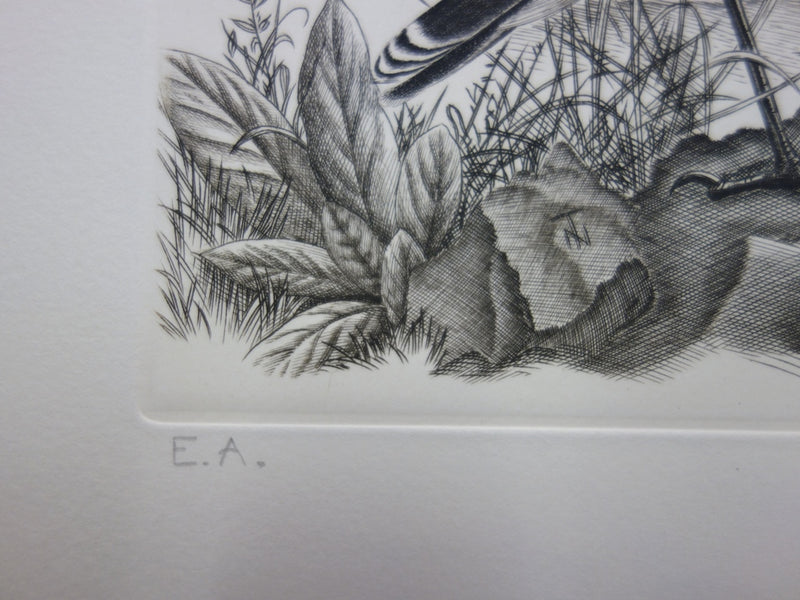 Tavy NOTTON : Moineau solitaire - Gravure (détail)