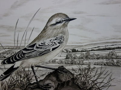 Tavy NOTTON : Moineau solitaire - Gravure (détail)