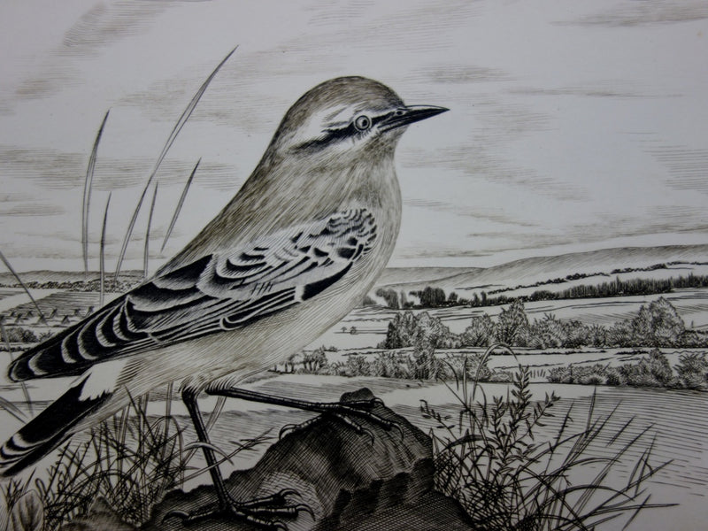 Tavy NOTTON : Moineau solitaire - Gravure (détail)