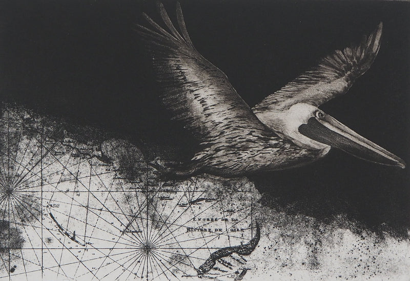 Isabelle PANAUD : Le Pélican - Gravure (détail)