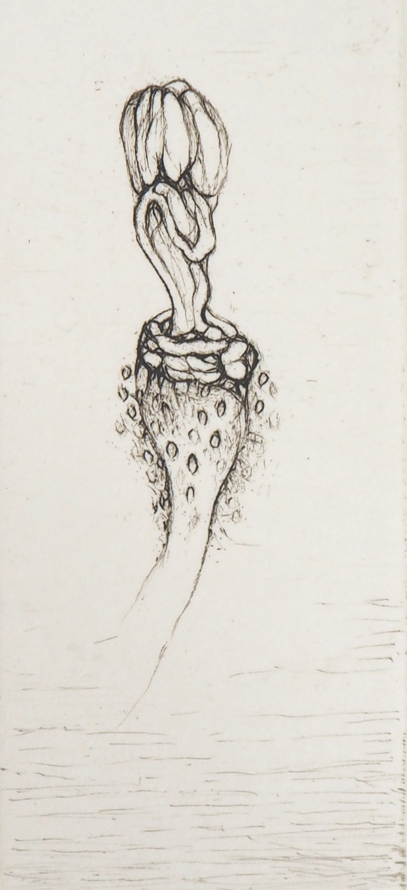 Cecile REIMS : Fleur curieuse, 2003 - Gravure (détail)