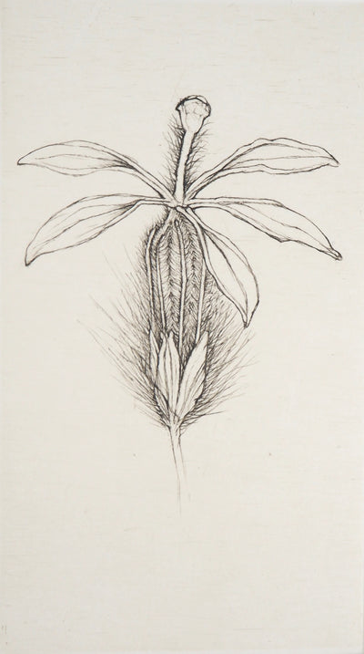 Cecile REIMS : Fleur fleurie, 2003 - Gravure (détail)