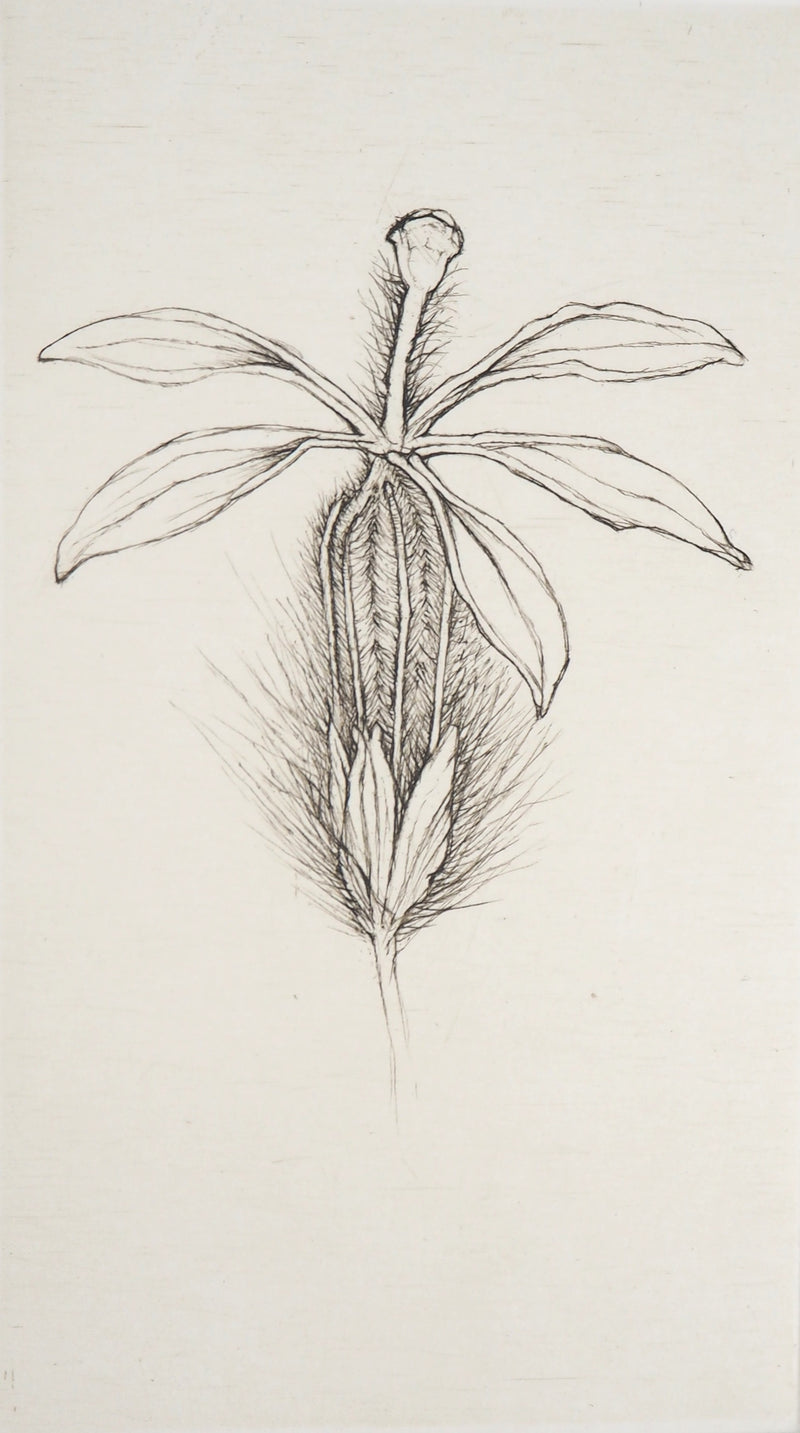 Cecile REIMS : Fleur fleurie, 2003 - Gravure (détail)