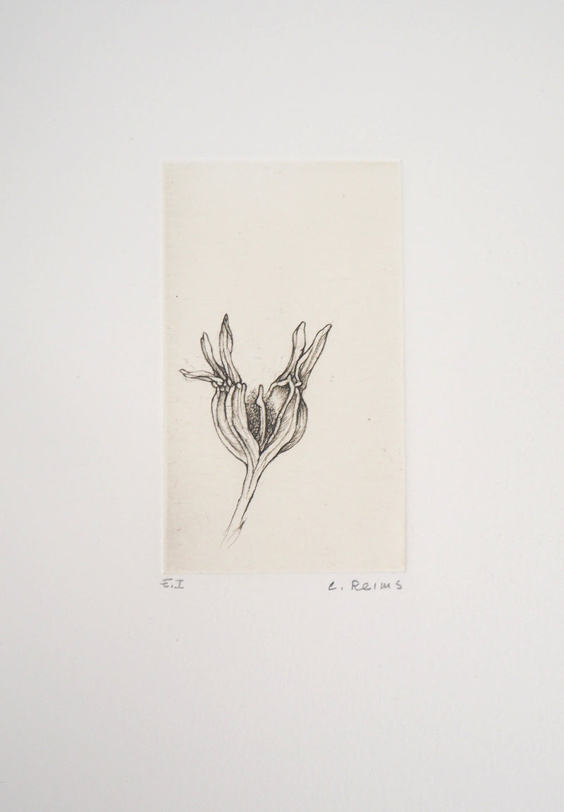 Cecile REIMS : Fleur du matin, 2003 - Gravure