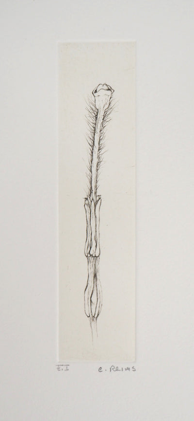 Cecile REIMS : Fleur séductrice, 2003 - Gravure