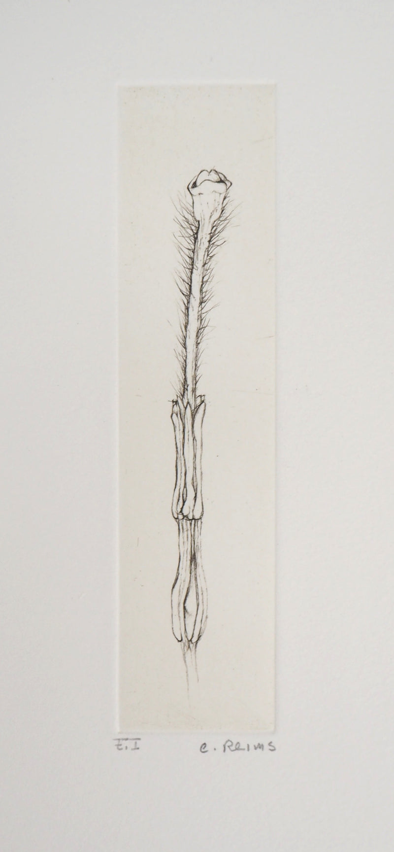Cecile REIMS : Fleur séductrice, 2003 - Gravure