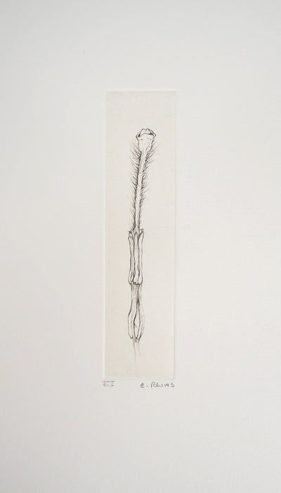 Cecile REIMS : Fleur séductrice, 2003 - Gravure (détail)