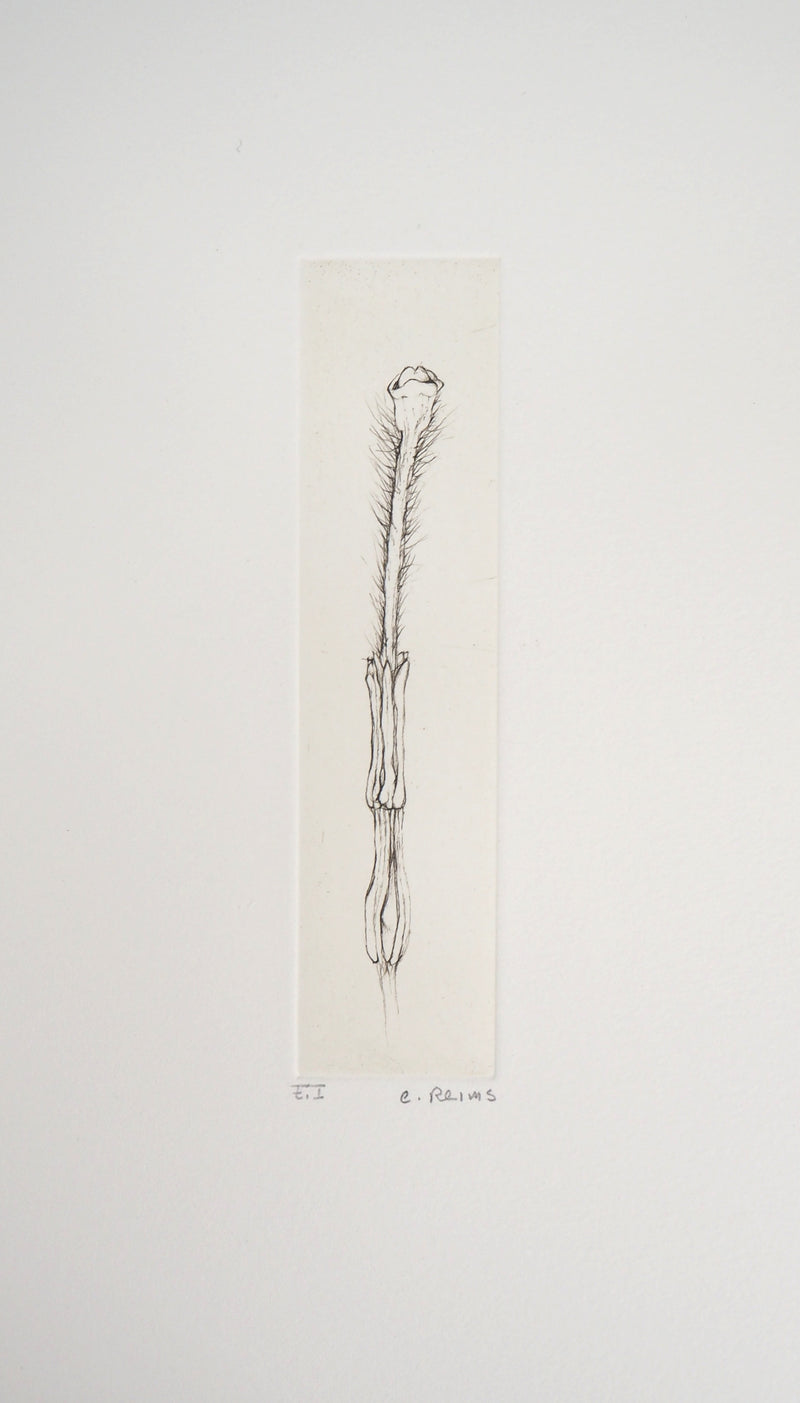 Cecile REIMS : Fleur séductrice, 2003 - Gravure (détail)