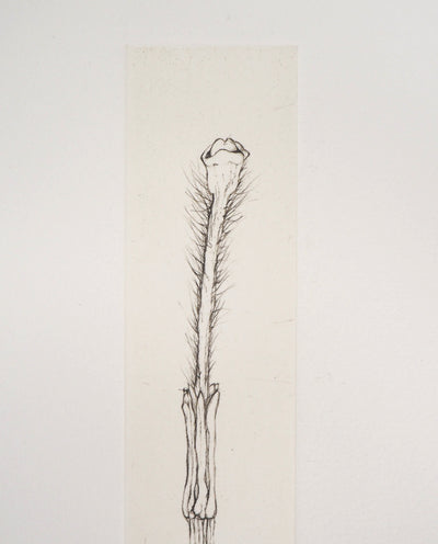 Cecile REIMS : Fleur séductrice, 2003 - Gravure (détail)