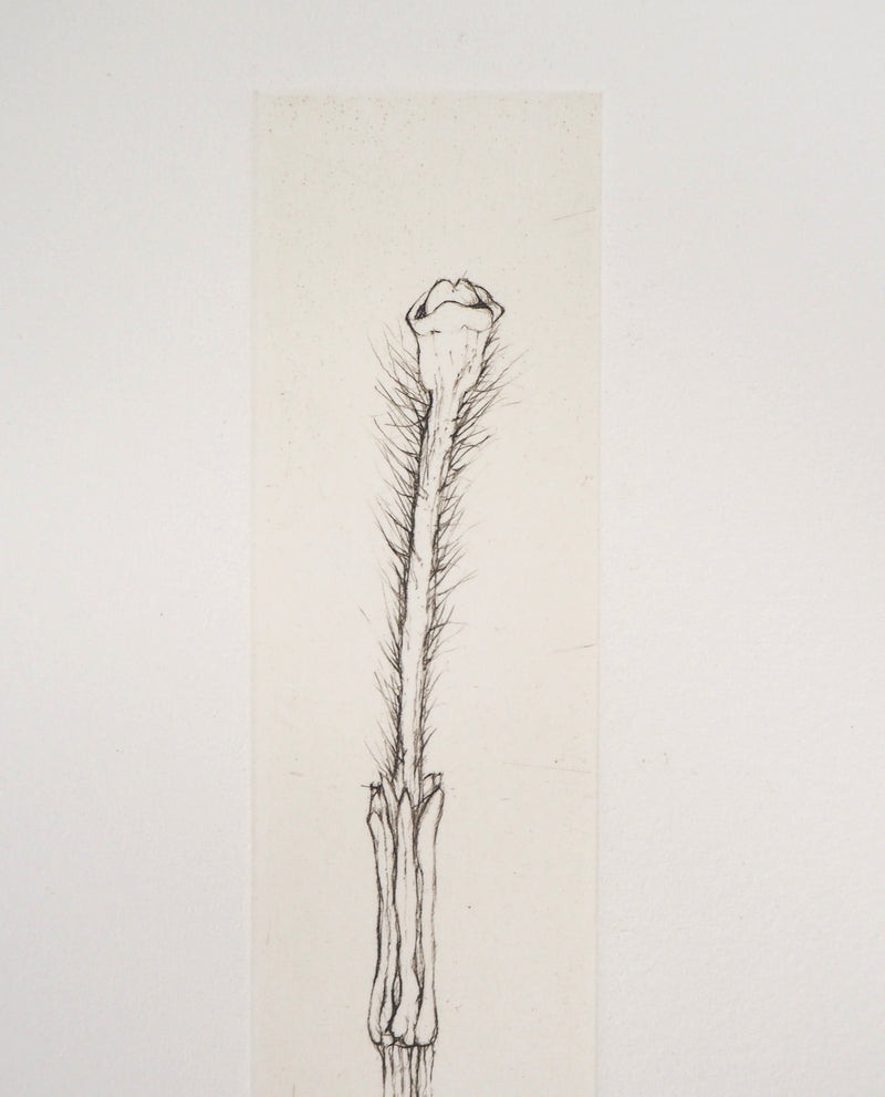 Cecile REIMS : Fleur séductrice, 2003 - Gravure (détail)