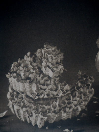 Judith ROTCHILD : Nids de Frelon, 2014 - Gravure (détail)