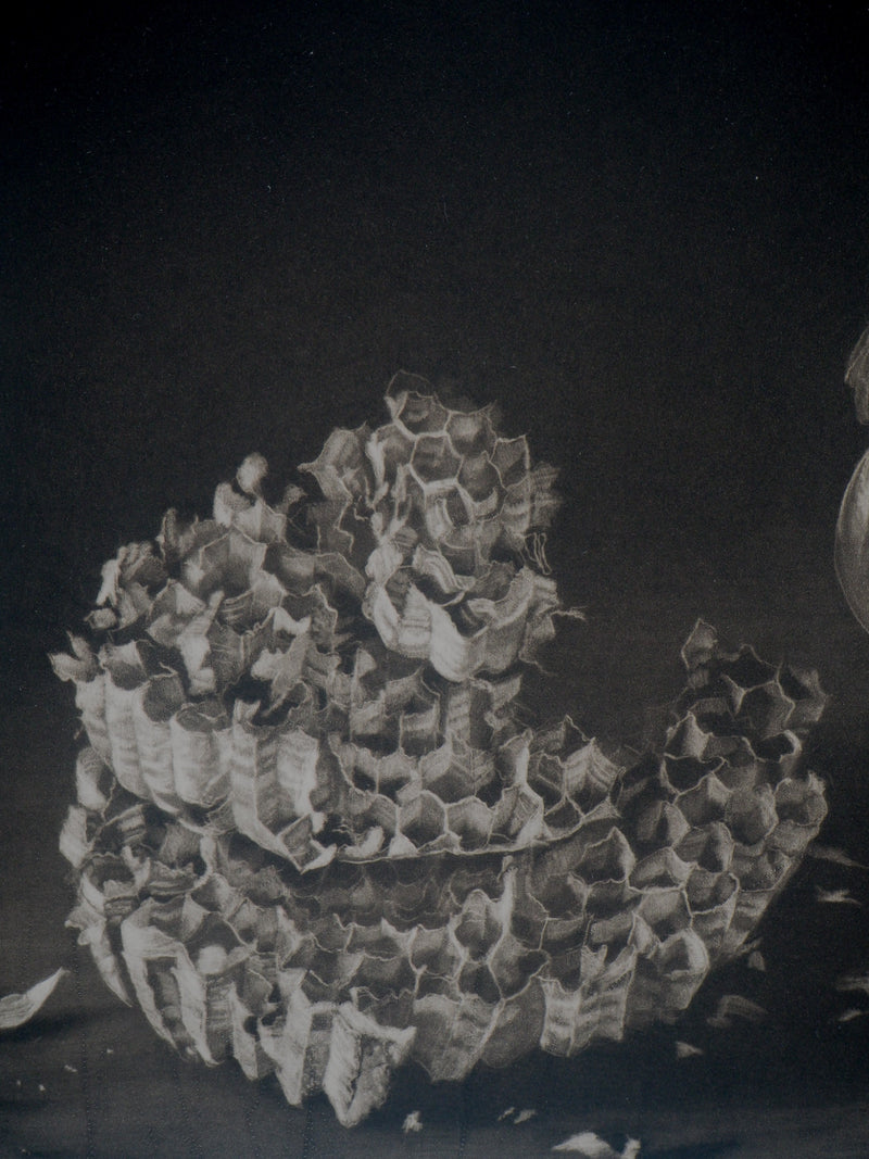 Judith ROTCHILD : Nids de Frelon, 2014 - Gravure (détail)