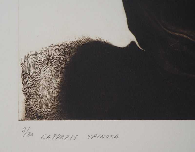 Nunik SAURET : Capparis spinosa, 1981 - Gravure (détail)