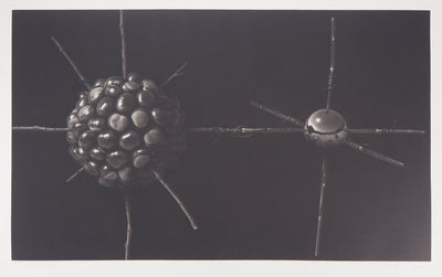 Guntars SIETINS : La châtaigne et la sphère, 2000 - Gravure