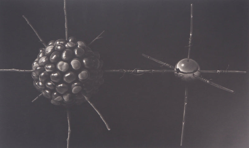 Guntars SIETINS : La châtaigne et la sphère, 2000 - Gravure (détail)