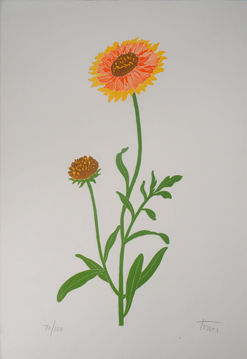 Fernando TORMO : La gaillardia - Gravure