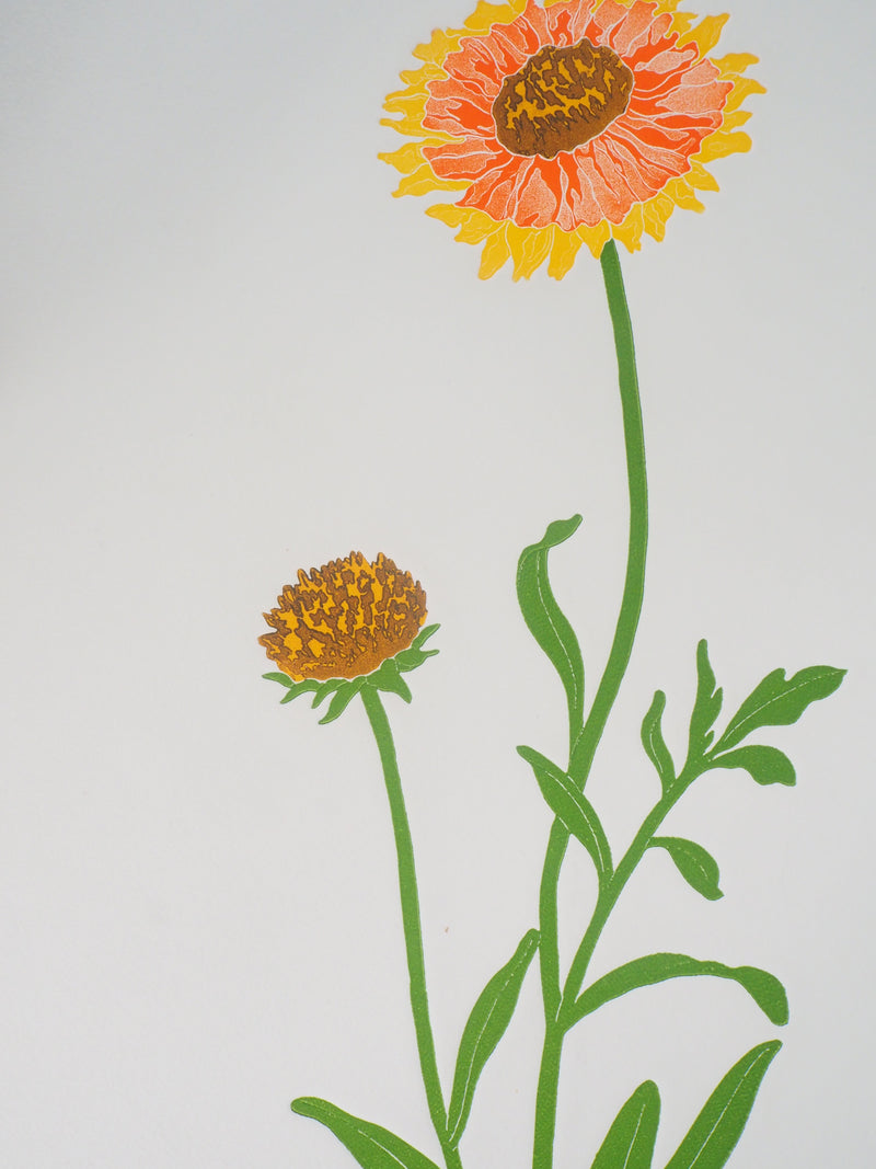 Fernando TORMO : La gaillardia - Gravure (détail)