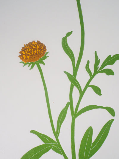 Fernando TORMO : La gaillardia - Gravure (détail)