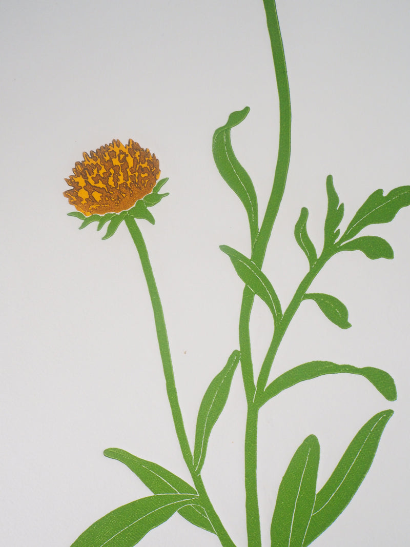 Fernando TORMO : La gaillardia - Gravure (détail)