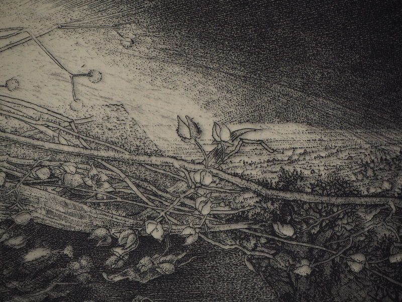 Jean-Pierre VELLY : Liori secchi - Gravure (détail)