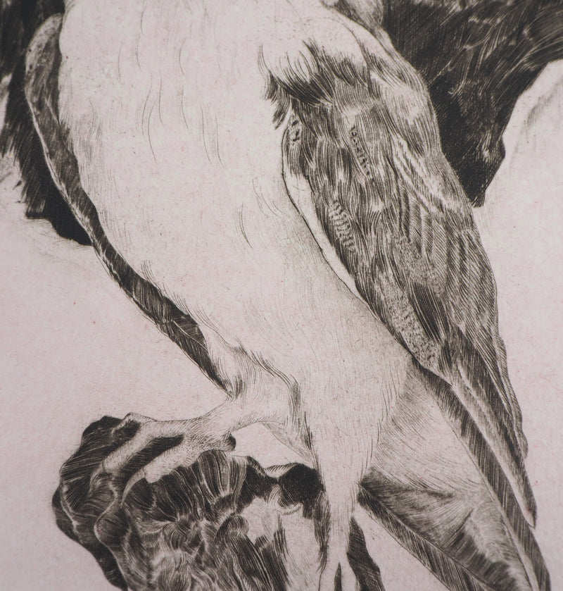  VERDIER : Hibou, 1982 - Gravure (détail)