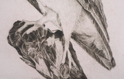  VERDIER : Hibou, 1982 - Gravure (détail)