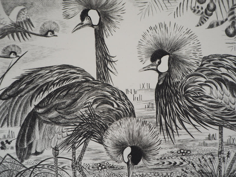 Simone VRAIN : Les grues couronnées - Gravure (détail)